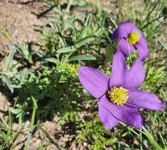 Pulsatilla bungeana, photograph Urgamal Magsar, CC BY, iNaturalist via GBIF