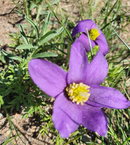 Pulsatilla bungeana, photograph 4