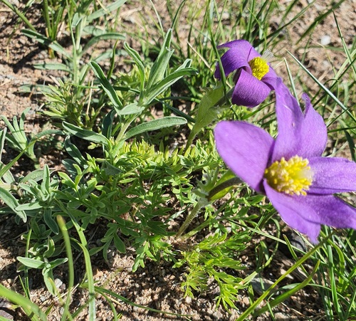Pulsatilla bungeana, photograph 5