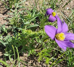 Pulsatilla bungeana, photograph Urgamal Magsar, CC BY, iNaturalist via GBIF