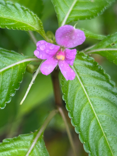 Impatiens dasysperma (Impatiens dasysperma)