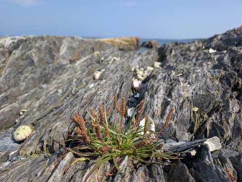 Sea Plantain