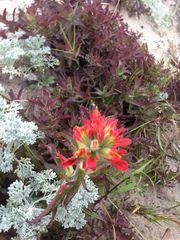 Castilleja wightii