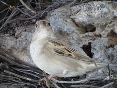 Passer domesticus