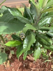 Sphaerocoris annulus