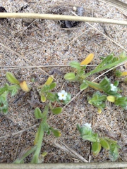 Cryptantha leiocarpa