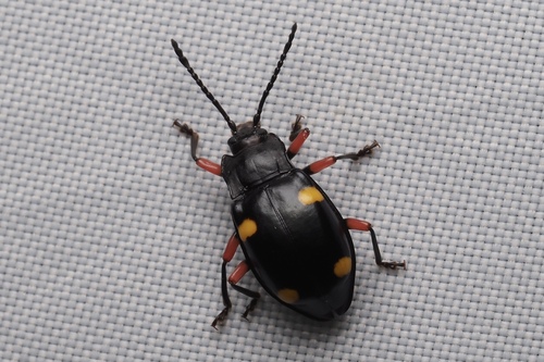 Eumorphus, 2026-08-15