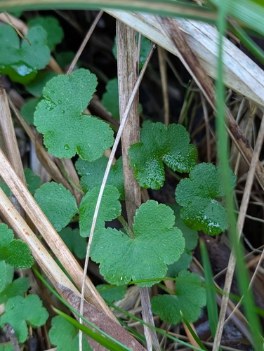 Hairy Pennywort