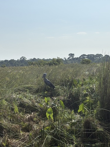 Shoebill