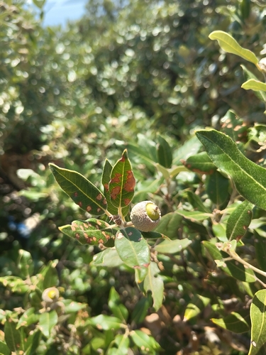 Holm oak