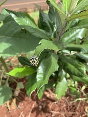 Sphaerocoris annulus
