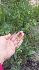 Vicia peregrina
