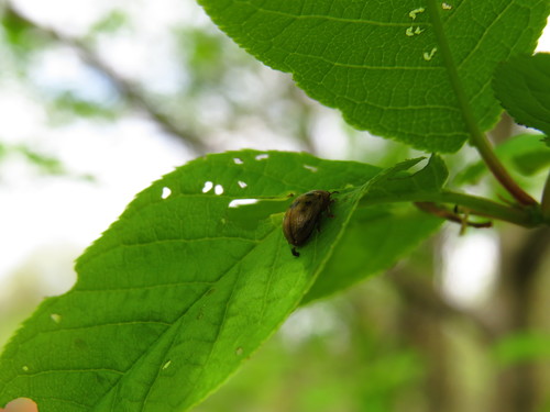 Penkiataškis Dygblauzdis