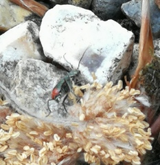 Malachius bipustulatus