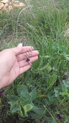 Vicia peregrina