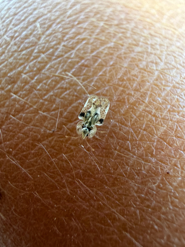 oak lace bug