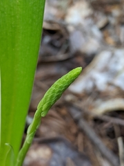 Platanthera unalascensis