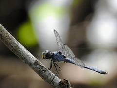 Chalcostephia flavifrons