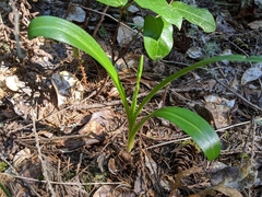 Platanthera unalascensis