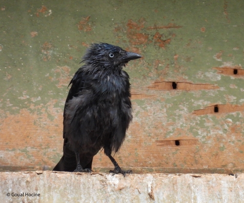 Eurasian Jackdaw