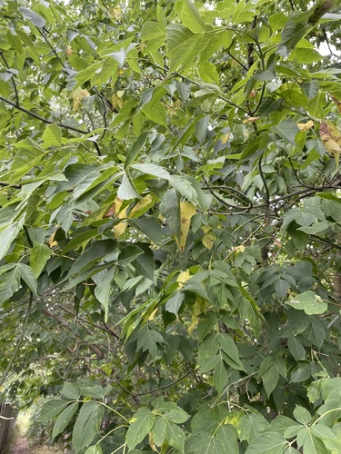 box elder