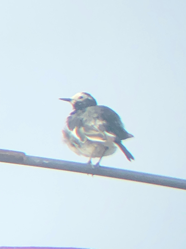 Hodgson's White Wagtail