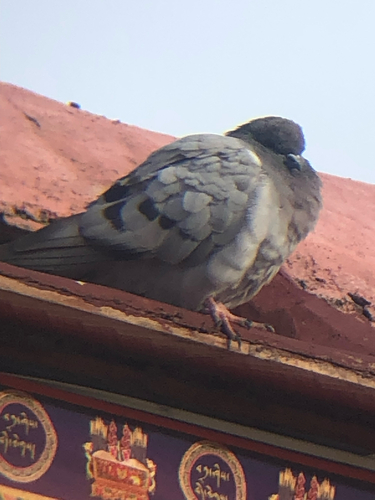 Hill Pigeon