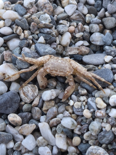 Marbled Crab