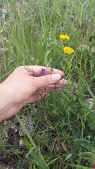 Vicia peregrina