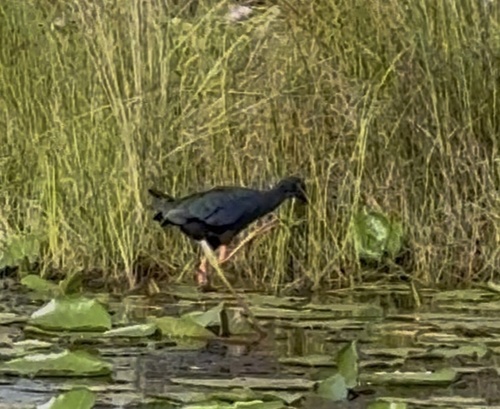 iNaturalist image