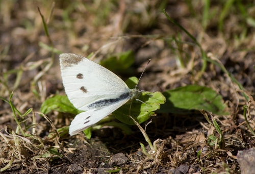 Small White