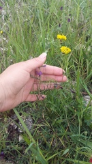 Vicia peregrina