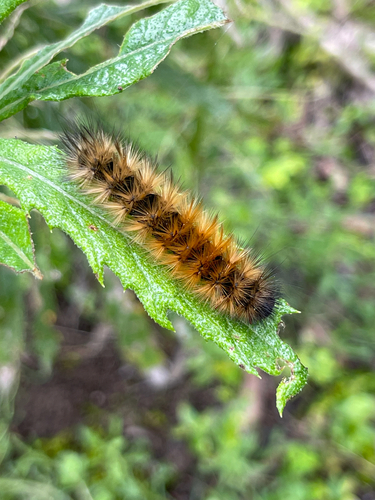 black-and-white tiger moth