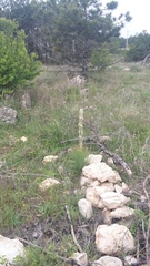Asphodeline taurica
