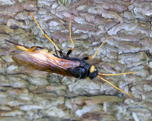 Giant Woodwasp