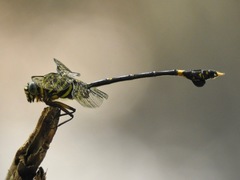 Ictinogomphus regisalberti