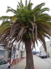 Phoenix canariensis