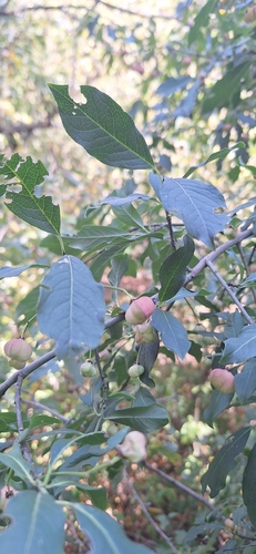 Spindle