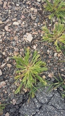 Sclerochloa dura