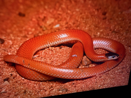 Inland Hooded Snake
