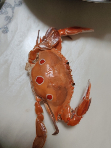 Three-spotted Swimmer Crab