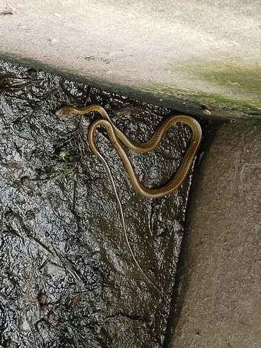 Big-Eyed Ratsnake