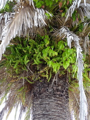 Magnoliopsida
