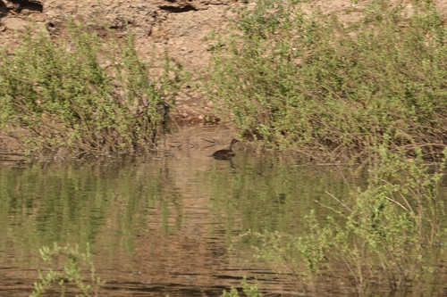iNaturalist image