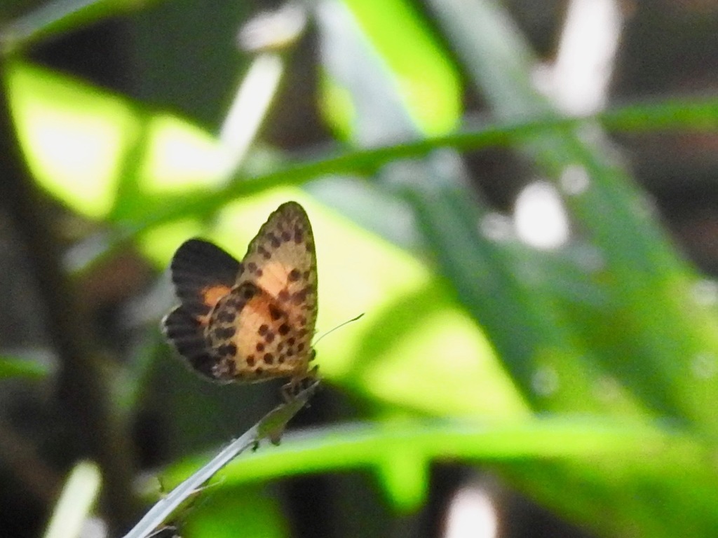 Pentila rotha