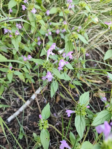 Galeopsis ladanum