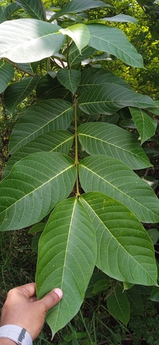 Holarrhena pubescens observed 2026-08-15