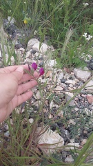 Vicia sativa amphicarpa