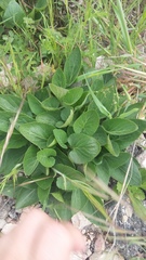 Viola ambigua