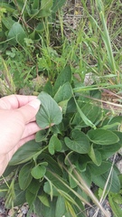 Viola ambigua